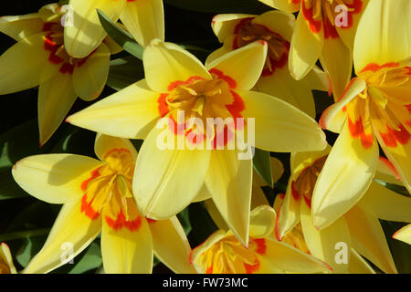 Cape Cod tulipa Greigii Tulip Banque D'Images