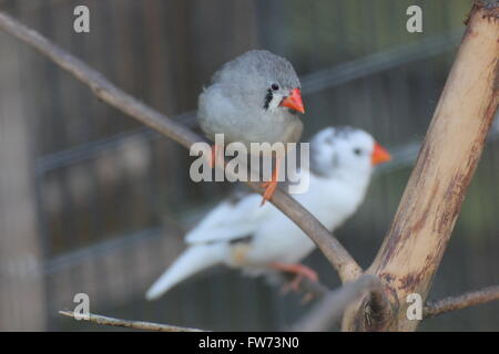 Diamants mandarins (Taeniopygia guttata) dans une volière. Banque D'Images