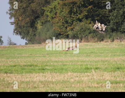 Le chevreuil (Capreolus capreolus) sur le vol. Banque D'Images