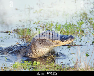 Alligator Floride sauvage saute hors de l'eau Banque D'Images