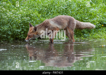 Red Fox / Rotfuchs ( Vulpes vulpes ), vixen adultes, se faufiler le long de la ligne de flottaison pour la chasse, la recherche de proies. Banque D'Images
