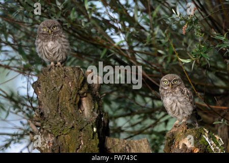 Peu d'hiboux / Owls Minervas ( Athene noctua ), deux poussins excité, assis à côté de l'autre sur un vieux saules têtards. Banque D'Images