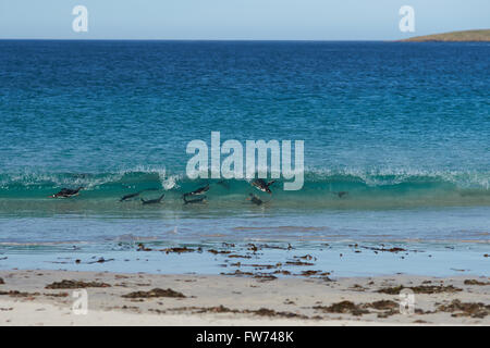 Manchots Papous (Pygoscelis papua) qui émerge de la mer sur une grande plage de sable fin sur l'île plus sombre dans les îles Falkland. Banque D'Images