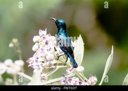 Purple sunbird perché Banque D'Images