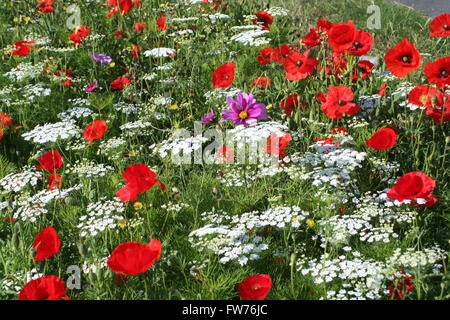 Fleurs sauvages Banque D'Images