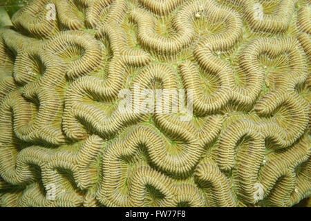 La vie marine, Close up de Boulder, Colpophyllia natans corail cerveau, mer des Caraïbes Banque D'Images