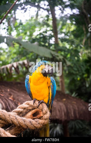 Blue-and-yellow macaw parrot, Bird Park, Foz Do Iguacu, Brésil Banque D'Images