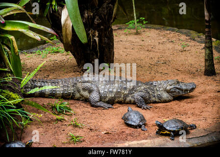 Large-snouted Caiman latirostris, caïmans, Bird Park, Foz Do Iguacu, Brésil Banque D'Images