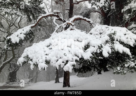 Paysage couvert de neige, Wilmslow, Cheshire, Royaume-Uni Banque D'Images