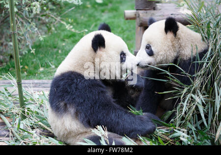 Deux pandas géants sont en train de jouer. Banque D'Images