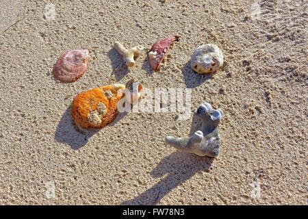 Des coquillages et des coraux sur la plage de Puerto Rico. Banque D'Images