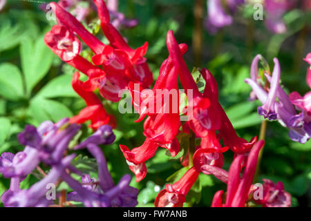 Corydalis solida 'Beth Evans, Fumewort Banque D'Images