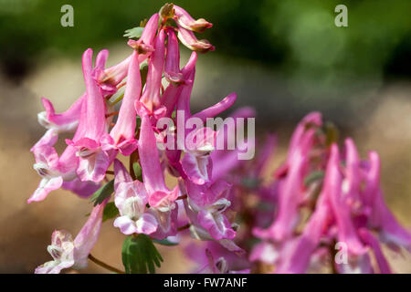 Corydalis solida 'Beth Evans, Fumewort Banque D'Images