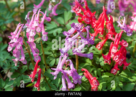 Corydalis solida 'Beth Evans', Fumewort Corydalis Beth Evans Banque D'Images