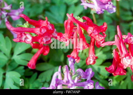 Corydalis solida 'Beth Evans, Fumewort Banque D'Images