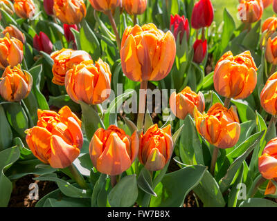 Close-up de tulipes orange dans la zone dans les jardins de Keukenhof, Lisse, Hollande méridionale, Pays-Bas Banque D'Images