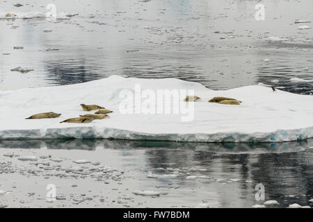 Les phoques sur l'écoulement des glaces dans Neumayer Channel, péninsule antarctique, l'Antarctique. Banque D'Images