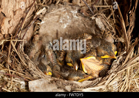 Les jeunes oisillons blackbird (Turdus merula) in nest Banque D'Images