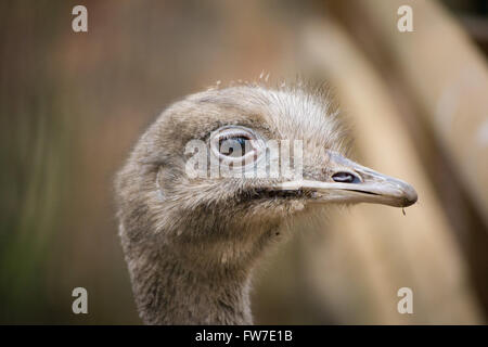 Un close-up portrait of a young Darwin's nandou (Rhea pennata). Banque D'Images