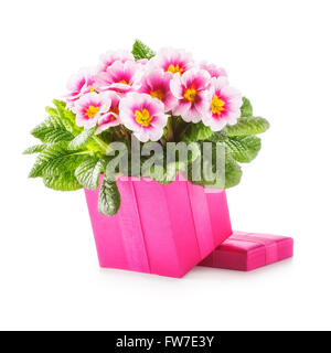 Boîte cadeau rose avec primula fleurs de printemps. Maison de vacances de jour de mères présentes et concept. Objet isolé sur fond blanc Banque D'Images