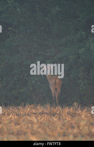 Cerf rodé ( Capreolus capreolus ), jeune mâle, au bord d'un champ de chaumes, près d'une haie, tôt le matin, ambiance agréable, faune, Europe. Banque D'Images