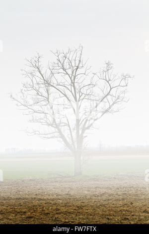 arbre dans le brouillard Banque D'Images