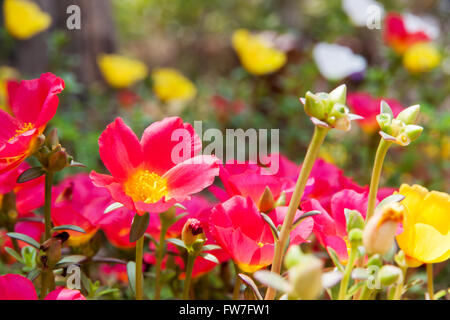 Moss Rose jaune et la couleur rouge dans jardin Banque D'Images