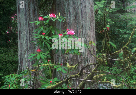 Jedediah Smith en Rhododendrons Redwoods State Park, Californie, États-Unis. Banque D'Images