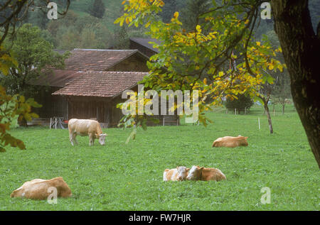 Vaches dans un pré, Lauterbrunnen, Suisse Banque D'Images