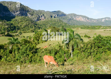 Le pâturage des vaches à la vallée de Vinales sur Cuba Banque D'Images