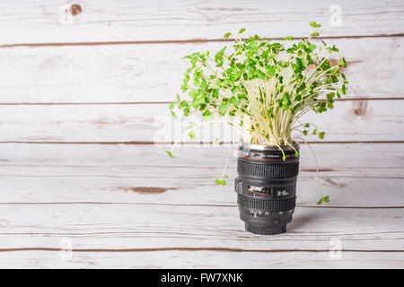 Plante verte dans un objectif de l'appareil indiquant la croissance et le développement d'une entreprise de photographie Banque D'Images