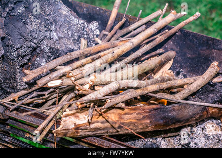 Des arbres pour le bois dans la forêt. Faire un barbecue au milieu de la nature Banque D'Images