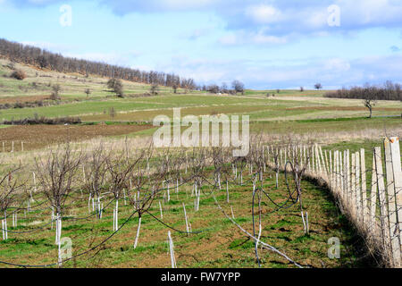 Jardin avec arbres fruitiers clos par des poteaux en béton Banque D'Images