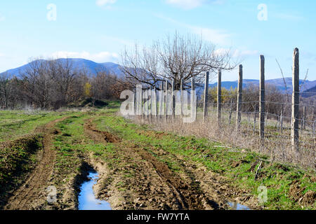 Jardin avec arbres fruitiers clos par des poteaux en béton Banque D'Images