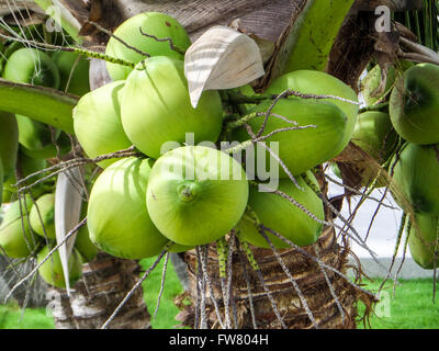Coconut palmier dans le jardin Banque D'Images