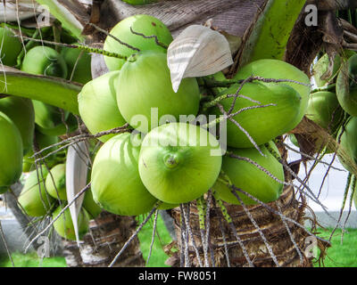 Coconut palmier dans le jardin Banque D'Images