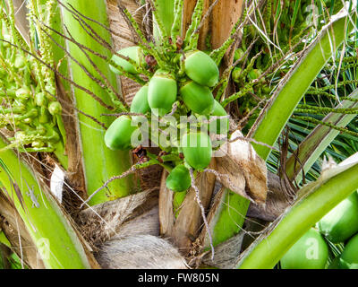 Coconut palmier dans le jardin Banque D'Images