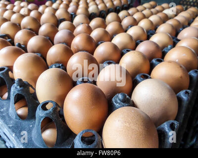 Oeuf sur le pack au marché local Banque D'Images