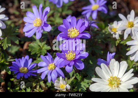 Anémone Anémone blanda, balkaniques, Grecian windflower ou hiver windflower Banque D'Images