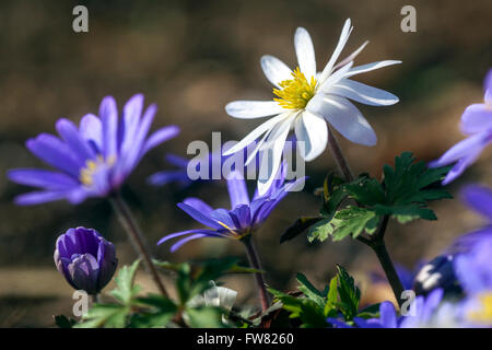 Anémone Anémone blanda, balkaniques, Grecian windflower ou hiver windflower Banque D'Images