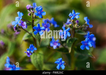 Brunnera macrophylla, Vipérine commune de Sibérie, grand forget-me-not, Heartleaf Banque D'Images