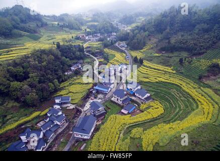 Ya'an. 1er avril 2016. Photo prise le 1 avril 2016 montre le Village de chaulage du comté de Lushan, Ya'an City, dans le sud-ouest de la province chinoise du Sichuan. Un total de 78 792 familles rurales ont été relogées, et 33 696 nouvelles maisons ont été construites pour les personnes vivant dans les zones urbaines à Ya'an, trois ans après la séisme de Lushan a tué 196 personnes. © Jiang Hongjing/Xinhua/Alamy Live News Banque D'Images