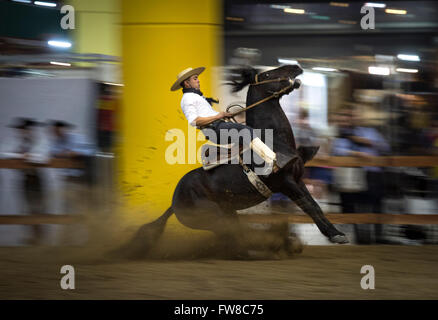 Buenos Aires, Argentine. 1er avril 2016. Un pilote effectue la manœuvre de 'drabougri' lors de la 12e 'Nos chevaux' Expo, sur le terrain de la Société Rurale Argentine, à Buenos Aires, Argentine, le 1 avril 2016. © Martin Zabala/Xinhua/Alamy Live News Banque D'Images