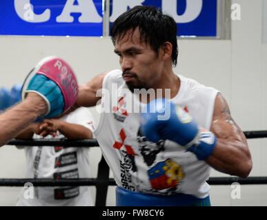 Hollywood, Californie, USA. 1er avril 2016. Manny Pacquiao revient avec son entraîneur Freddie Roach sur son prochain combat avec Timothy deux BradleyThe sera pour la 3ème fois Samedi, 9 avril, au MGM Grand Garden Arena de Las Vegas, Nevada. 1er avril 2016. Photo par Gene Blevins/LA Daily News/ZumaPress Crédit : Gene Blevins/ZUMA/Alamy Fil Live News Banque D'Images