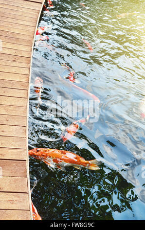 Un soleil radieux ray à l'étang du poisson koi Banque D'Images