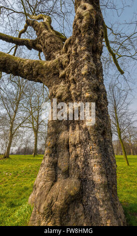 Arbre Plan Londres vétéran dans les jardins de Kensington Banque D'Images