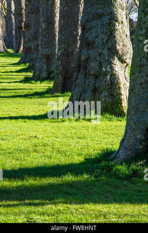 Avenue des platanes à Londres dans les jardins de Kensington Banque D'Images