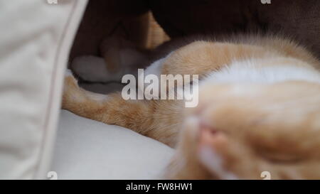 Sleeping cat ginger étendu portant sur son dos avec l'appareil photo le plus proche face Banque D'Images