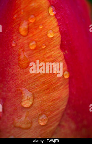Close up detail avec une faible profondeur de champ d'un profondément coloré tulipes fleurissent, montrant les pétales délicats enroulée autour de l'autre et gouttes d'humidité sur la surface de ce classique de printemps fleur de jardin. Banque D'Images