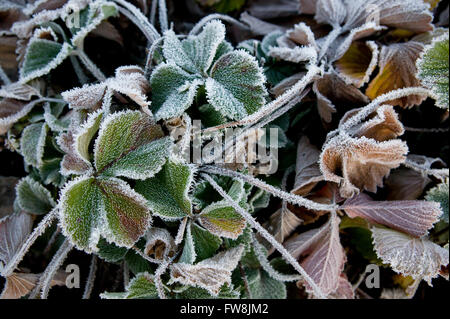 Le soleil du matin s'allume la délicate bords de frost couvrant les fraisiers, les feuilles couvertes de cristaux de glace qui s'affichent la surface douce fourrure presque qu'ils ont. Banque D'Images